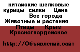 китайские шелковые курицы (силки) › Цена ­ 2 500 - Все города Животные и растения » Птицы   . Крым,Красногвардейское